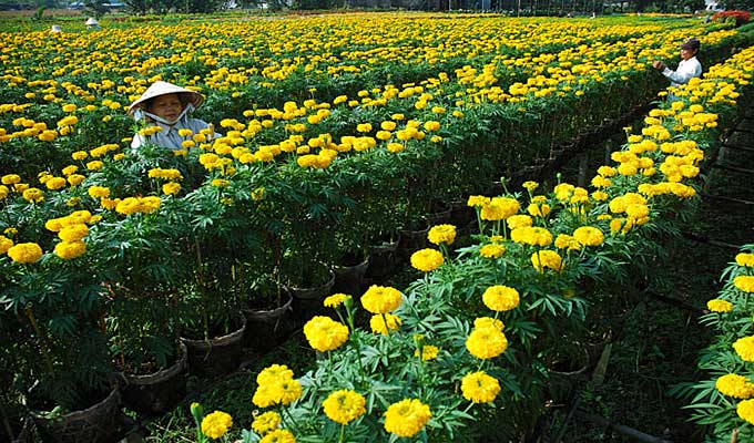 Tour of flower fields launched in Dong Thap
