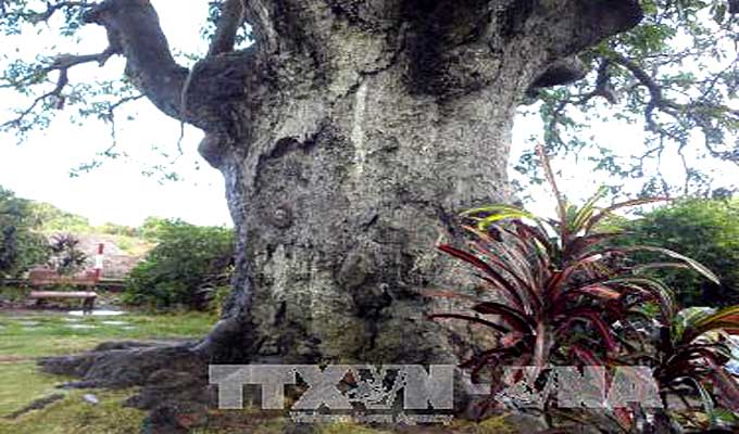 Ancient banyan in Binh Dinh named Heritage Tree