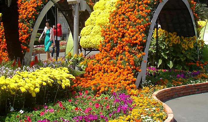 Ho Chi Minh City to welcome New Year with spring flower festival