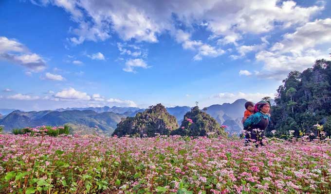 Ha Giang: Tam Giac Mach flower festival 2015 to come 