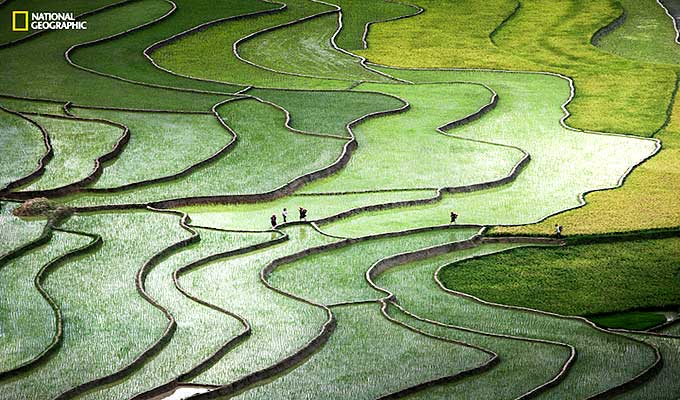 Terrace rice paddy photo among the best in Nat Geo contest