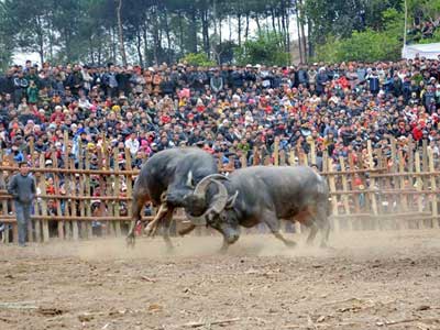 Buffalo fighting festival to be held Phuc Tho district 