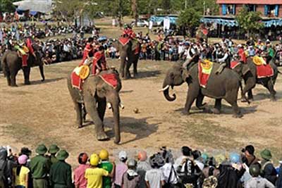 Elephants enter race in Dak Lak province 