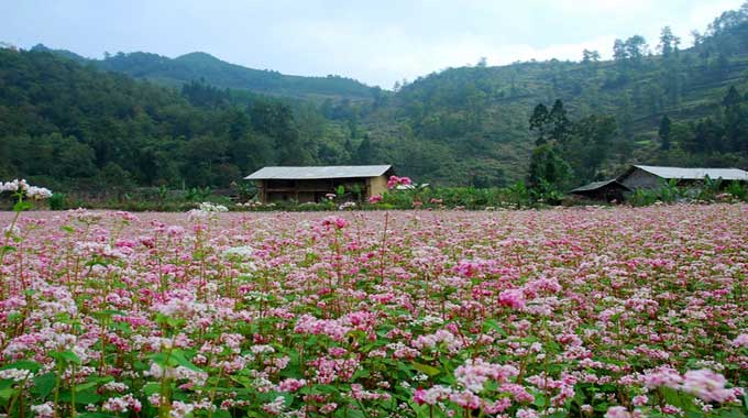 First buckwheat flower festival to be held in Ha Giang