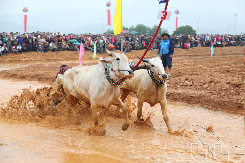 Lễ hội đua bò