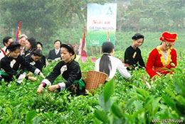 Festival promotes Thai Nguyen tea products