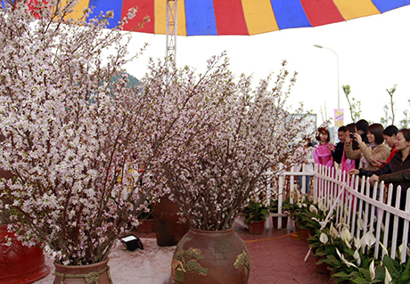The 3rd Sakura Festival to be opened in April, 2015