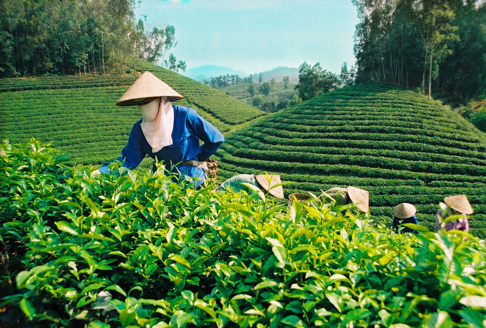 Bảo Lộc tổ chức chương trình tham quan vùng nguyên liệu trà