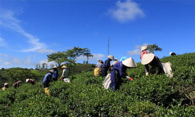 Tuần văn hóa trà Lâm Đồng hứa hẹn nhiều mới lạ, đặc sắc