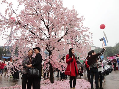 Japanese cherry blossom festival opens in Hanoi