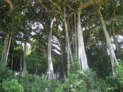Heritage tree in central Quang Ngai province recognized