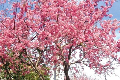 Ha Long Cherry Blossom Festival 2014 to ready