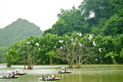 Idyllic Thung Nham mangroves offer bird watching paradise 