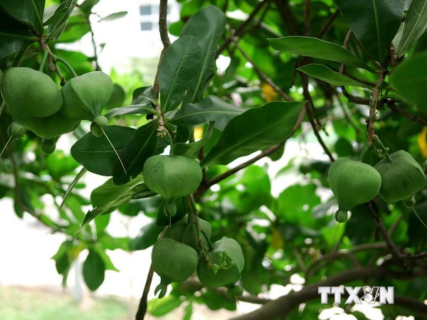 Viet Nam to have more heritage trees