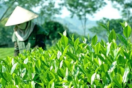 Sôi động Lễ hội trà Đại Từ, Thái Nguyên 