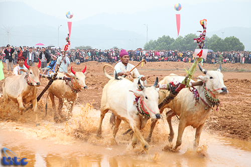 Tái hiện lễ hội đua bò Bảy Núi (An Giang) tại Làng VHDL các dân tộc Việt Nam 