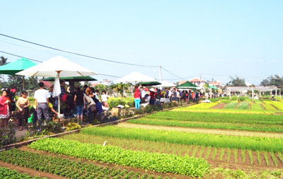 Hội An (Quảng Nam): Giới thiệu nông sản xanh tới du khách