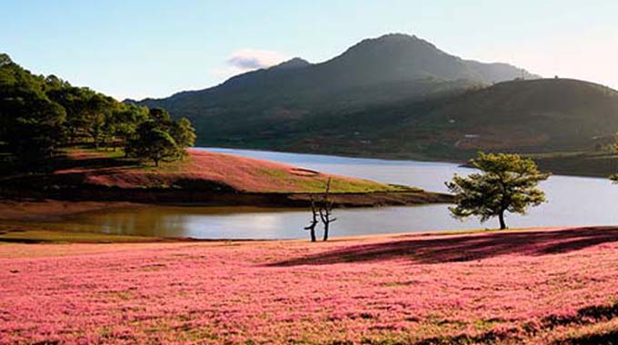 Quyến rũ đồi hoa cỏ hồng ở phố núi Đà Lạt (Lâm Đồng)
