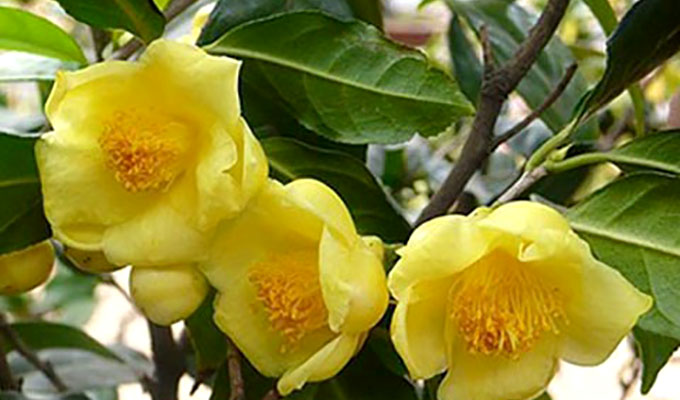 Quảng Ninh: Tổ chức Lễ hội Trà hoa vàng nhằm tôn vinh cây dược liệu quý