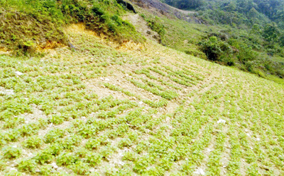 Lử Thẩn (Lào Cai) trồng thêm 3ha cây tam giác mạch phục vụ du lịch
