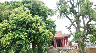 Over 970 ancient trees recognized as Viet Nam heritage trees