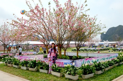 Khai mạc Lễ hội hoa anh đào Hạ Long 2015