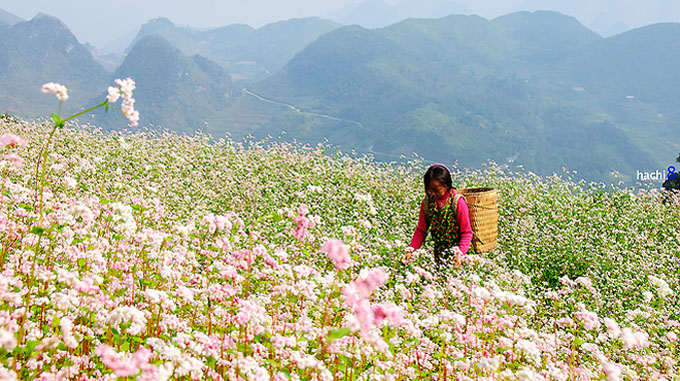 Ha Giang Province to host buckwheat flower festival