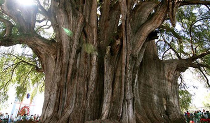 Công nhận cây di sản Việt Nam với quần thể cây đa ở Đồng Văn (Hà Giang) 