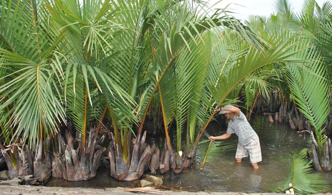 Quảng Nam, du lịch kết hợp trồng dừa nước bảo vệ môi trường