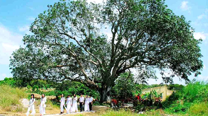 300-year-old mango tree wins heritage title