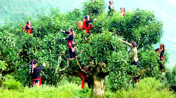 Ancient Shan Tuyet Tea trees recognised as heritage tree 