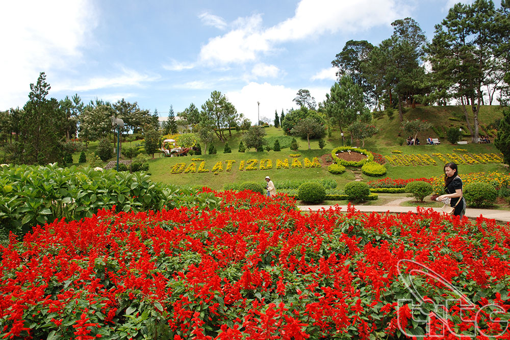 Hội thi “thắng cảnh hoa” và tour du lịch chuyên đề “hoa và kiến trúc” tại Lâm Đồng