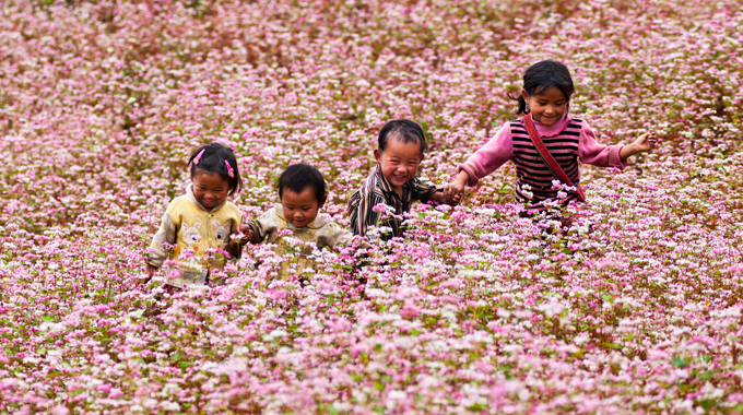 Ha Giang Buckwheat Flower Festival 2015
