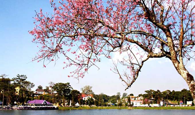 Da Lat to host cherry blossom festival