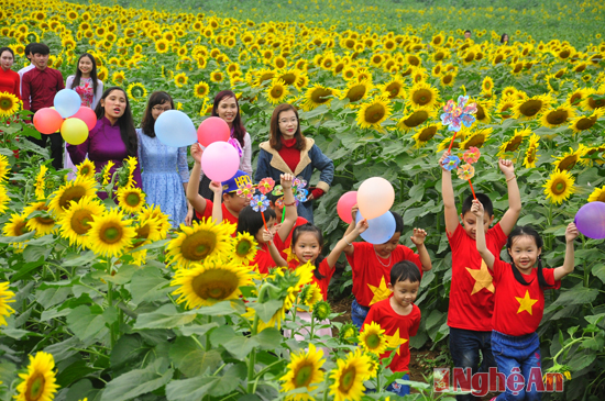Nghe An to host Viet Nam’s biggest sunflower festival