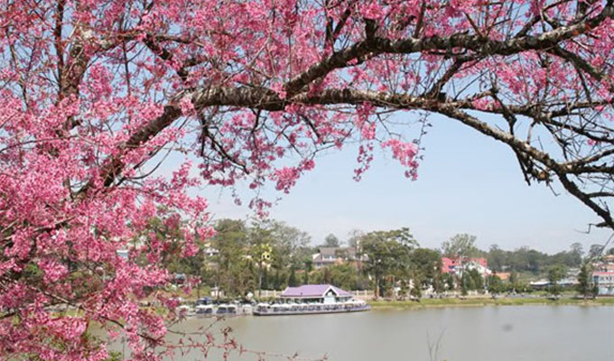 Da Lat to host cherry-like apricot blossoms festival