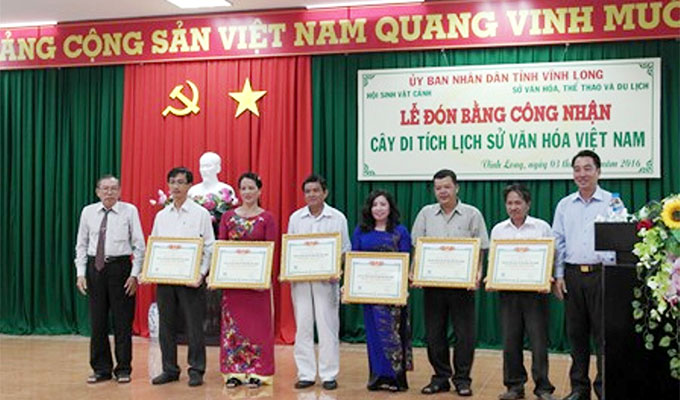 Vinh Long: Ancient trees receive historical relic status