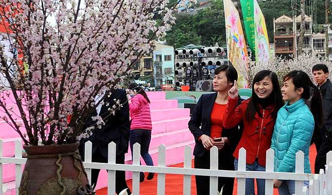 Cherry blossom festivals to open in Ha Long and Da Nang
