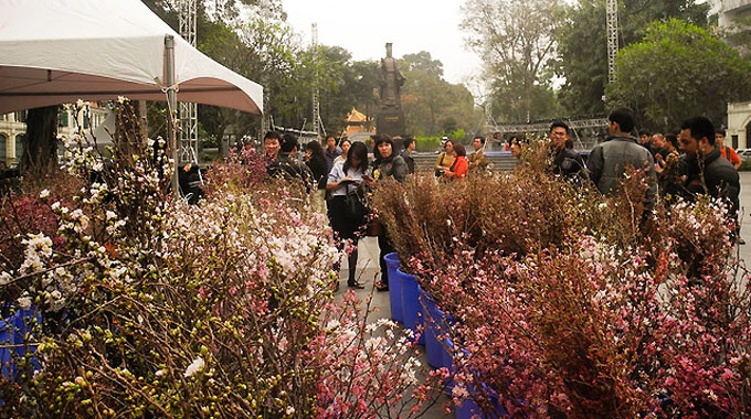 Trang trí 1 vạn cành hoa anh đào ở khu vực Tượng đài Lý Thái Tổ (Hà Nội)