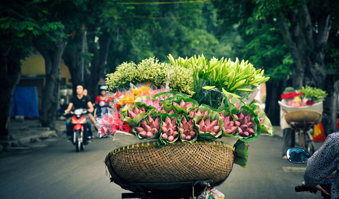Fleurs des quatre saisons à Hanoi