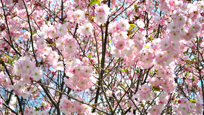 10,000 cherry blossoms celebrate Viet Nam, Japan ties