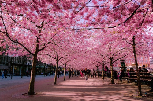 Ho Chi Minh City cherry blossom festival to open in April