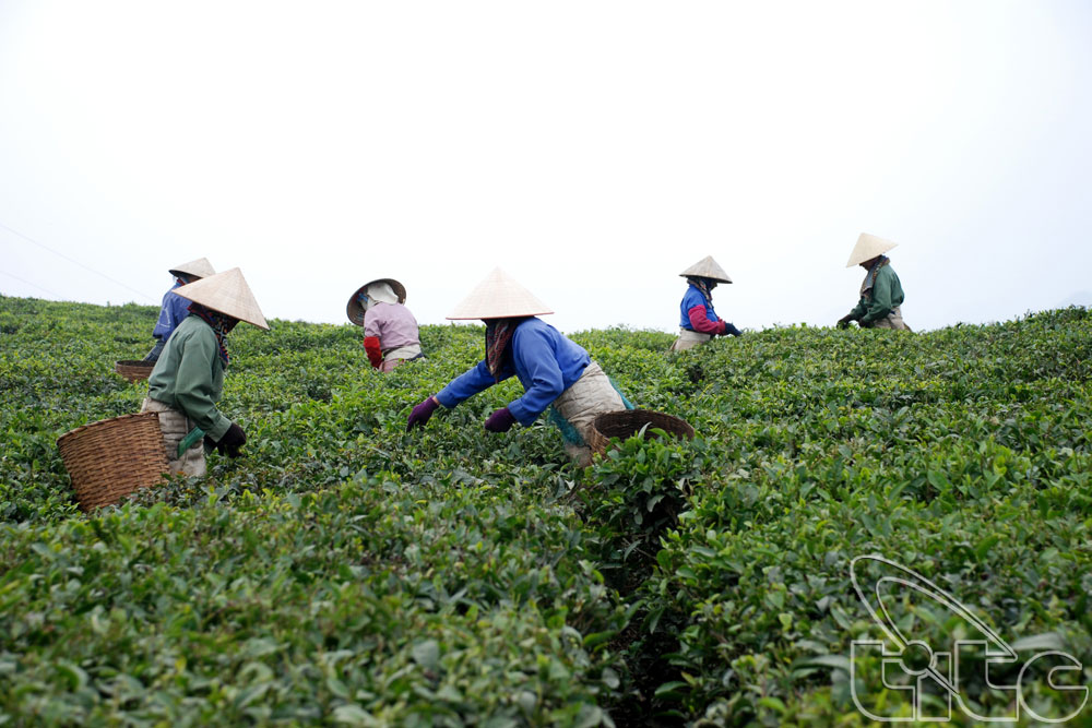 Charming tea farms in Moc Chau