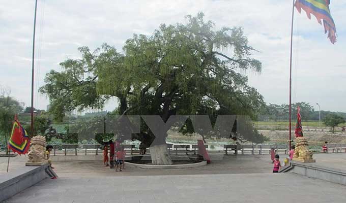 Heritage title given to centuries-old tree in Vinh Phuc