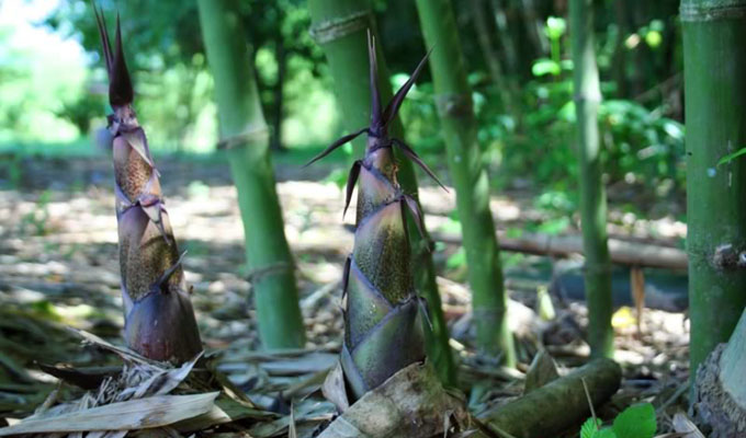 Les pousses de bambou et leur utilisation