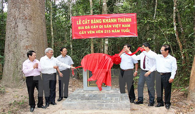 Heritage title given to centuries-old trees in Tay Ninh