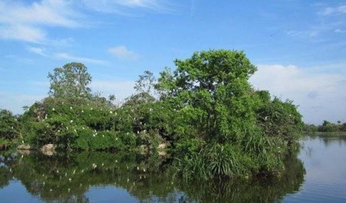 Bình Định kêu gọi 30 triệu USD bảo tồn khu du lịch sinh thái Cồn Chim