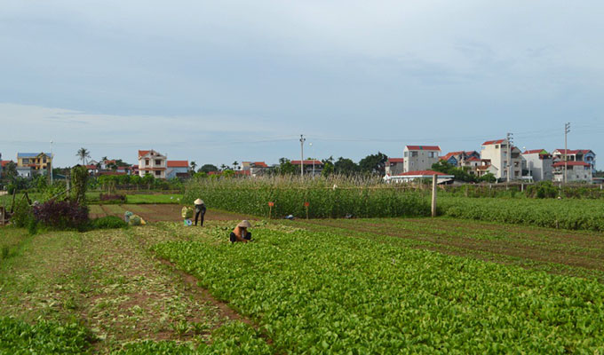 Phát triển du lịch miệt vườn huyện Phúc Thọ, Hà Nội