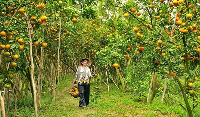 Lai Vung Mandarin Garden