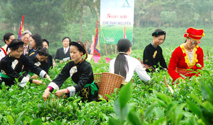 Festival du thé de Dai Tu à Thai Nguyên